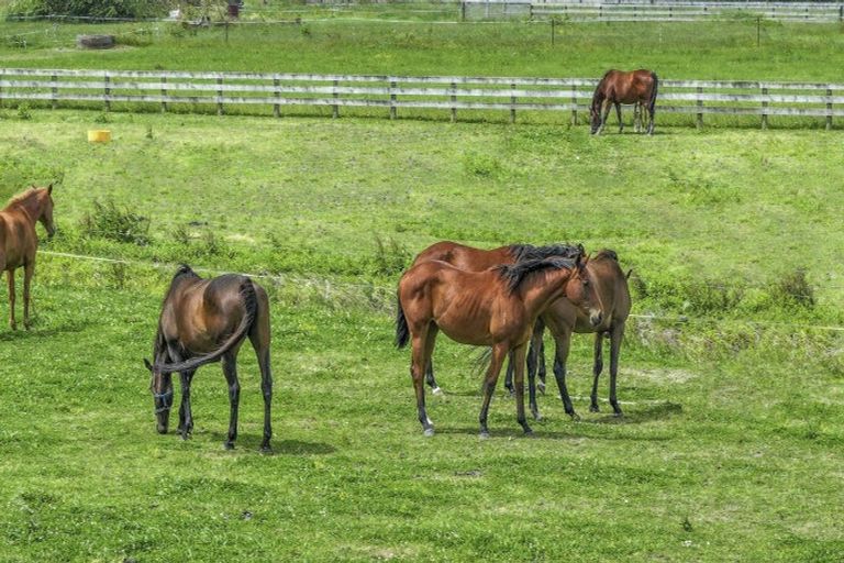 Photo of property in 55 Awaiti Road, Netherton, Paeroa, 3672