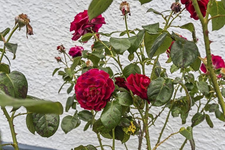 Photo of property in 108 Huatoki Street, Frankleigh Park, New Plymouth, 4310