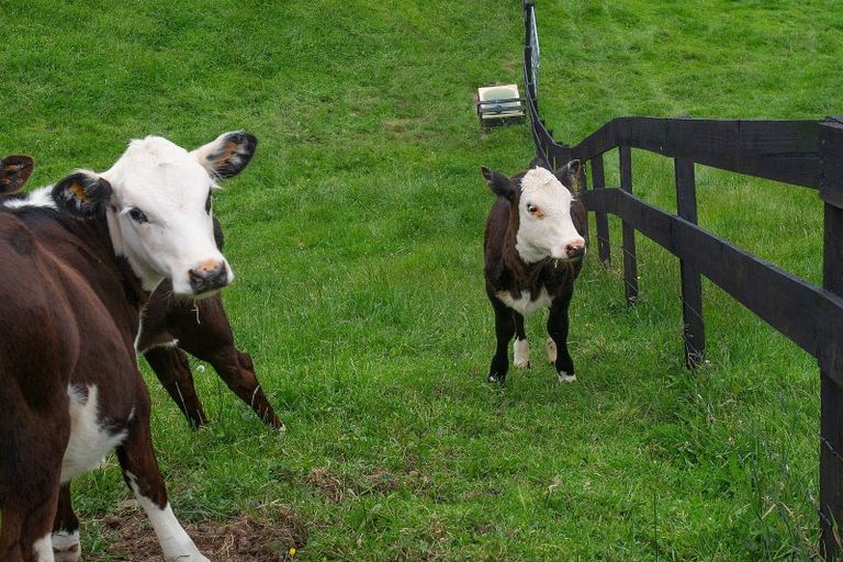 Photo of property in 775 Whakamarama Road, Whakamarama, Tauranga, 3179