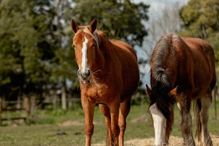Photo of property in 97f Poplar Lane, Edgecumbe, Whakatane, 3192