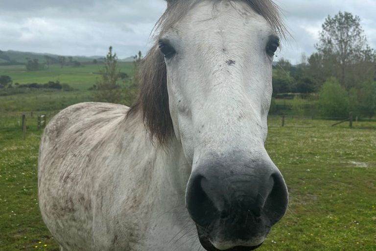 Photo of property in 39 Lara Lane, Kaiwaka, 0573