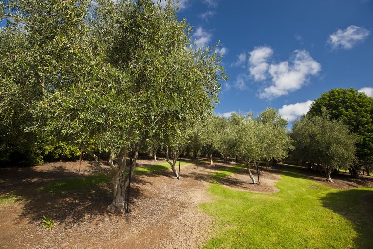 Photo of property in 55 Lauries Drive, Kauri, Kamo, 0185