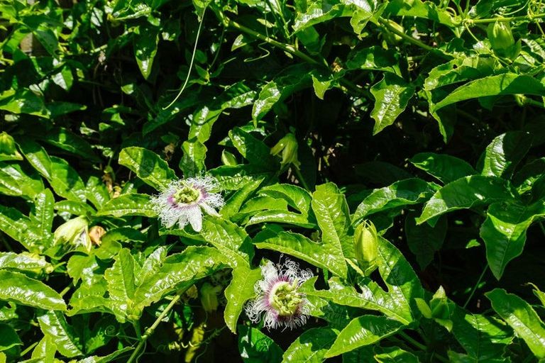 Photo of property in 19 Hakanoa Street, Huntly, 3700