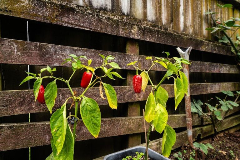 Photo of property in 5/186 Queen Street, Pukekohe, 2120