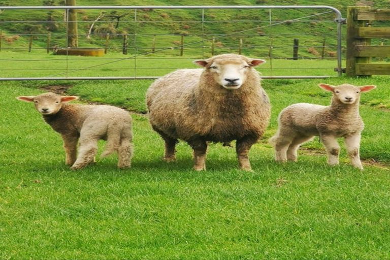 Photo of property in 1154 Rapanui Road, Kai Iwi, Whanganui, 4574