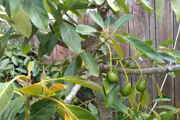 Photo of property in 10 Citation Way, Botany Downs, Auckland, 2010