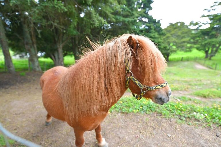 Photo of property in 5352 Kaipara Coast Highway, Wellsford, 0972