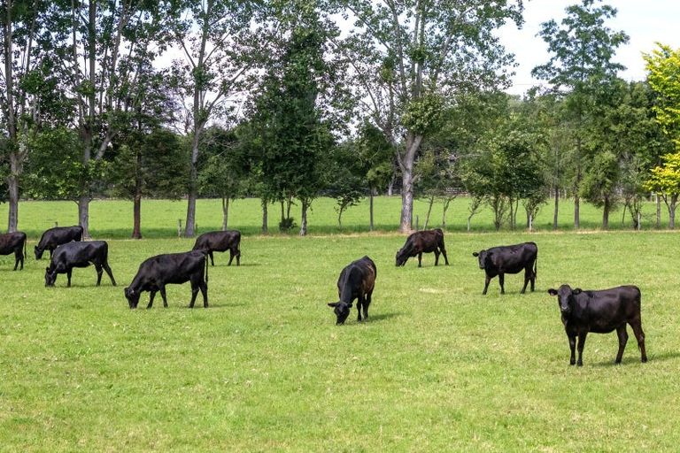 Photo of property in 133 Springfield Road, Temuka, 7986