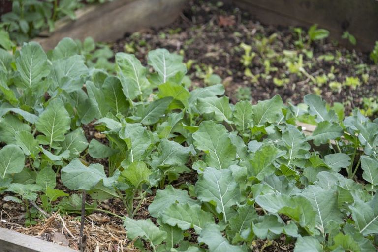 Photo of property in 7 Vonnell Place, Birkdale, Auckland, 0626