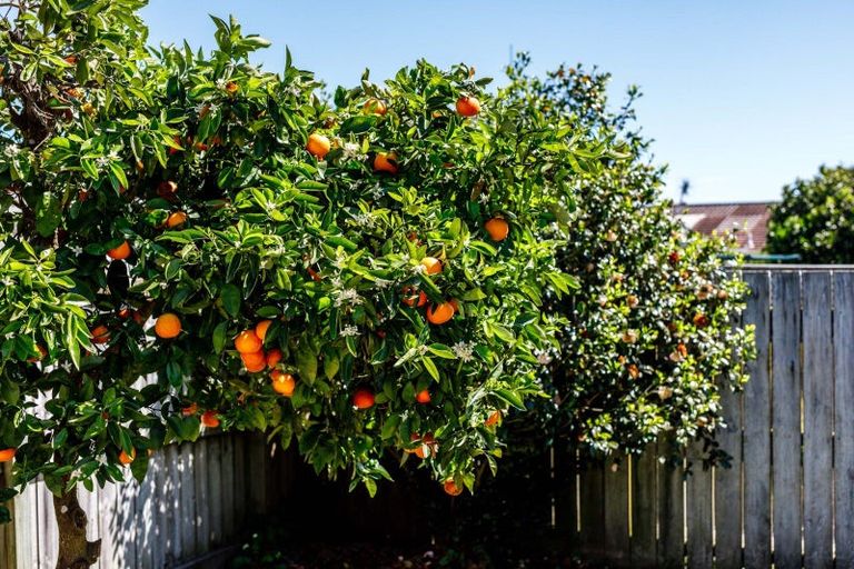 Photo of property in 8b Martin Place, Whakatane, 3120