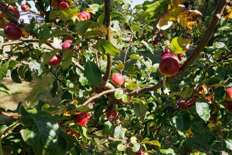 Photo of property in 71 Fairview Avenue, Feilding, 4702