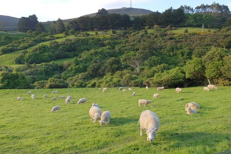 Photo of property in 79 Nisbet Street, Normanby, Dunedin, 9085