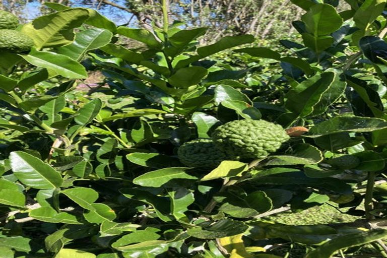 Photo of property in 15 Tarahunga Road, Levin, 5571