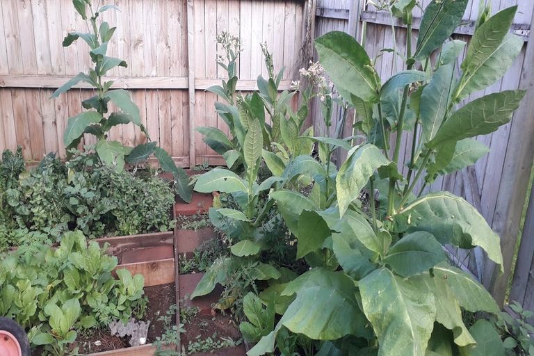 Photo of property in 12 Sandrine Avenue, Clover Park, Auckland, 2019