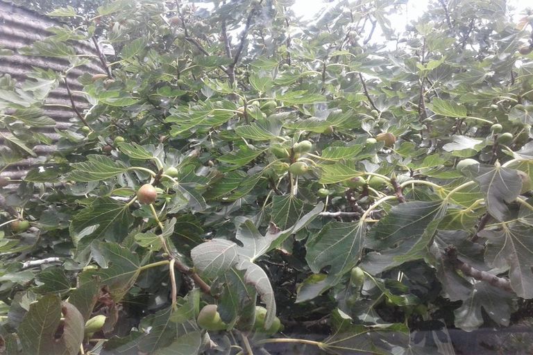 Photo of property in 4487 State Highway 12, Ruawai, 0592