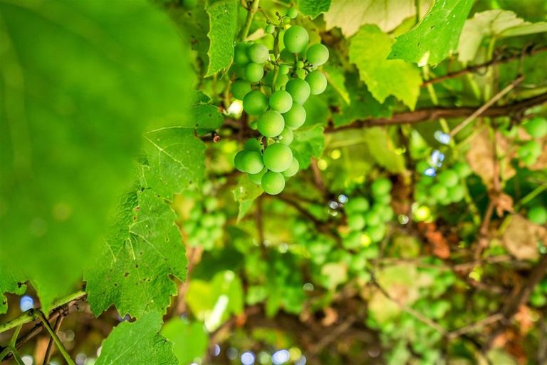 Photo of property in 179 Corks Road, Tikipunga, Whangarei, 0112