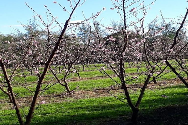 Photo of property in 17 Mccutchan Road, Otakiri, Whakatane, 3193