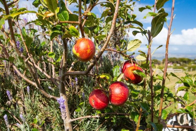 Photo of property in 420 Phillips Road, Raglan, Te Mata, 3894