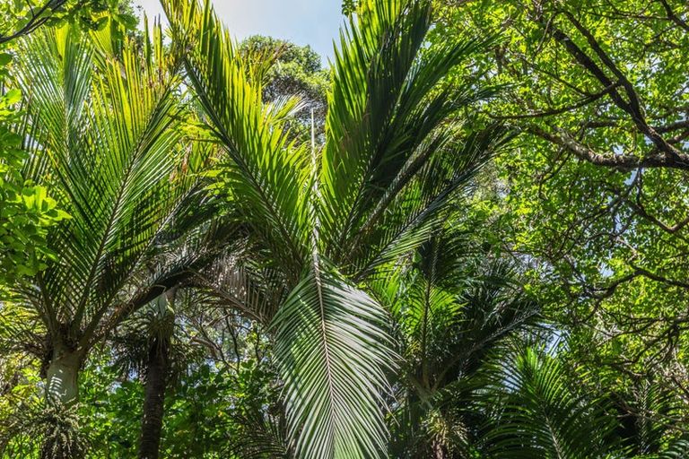 Photo of property in 121 Waihirere Drive, Tuateawa, Coromandel, 3583