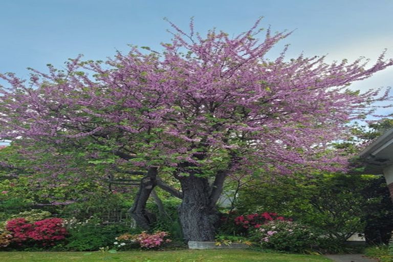 Photo of property in 10a Park Lane, Highfield, Timaru, 7910