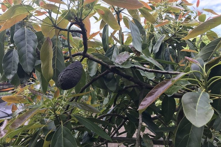 Photo of property in 11 View Road, Shelly Park, Auckland, 2014