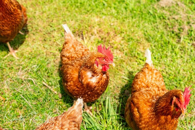 Photo of property in 4 Horniblow Road, Matakohe, 0594