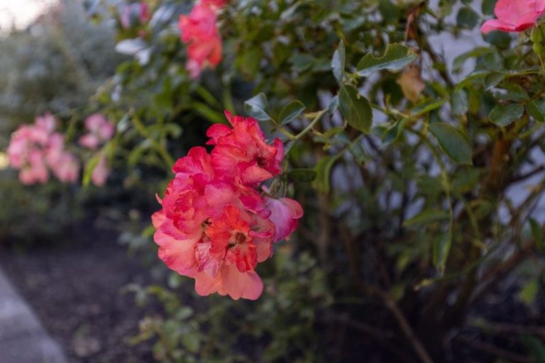 Photo of property in 7 Manhattan Court, Paraparaumu Beach, Paraparaumu, 5032