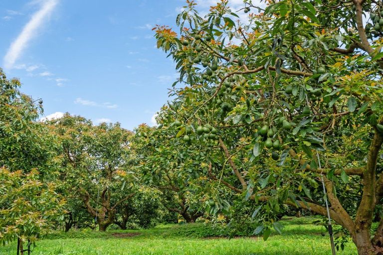 Photo of property in 39 Hot Springs Road, Tahawai, Katikati, 3178