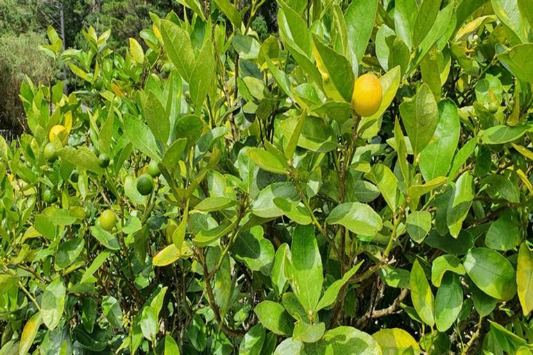 Photo of property in 58 Kamahi Street, Stokes Valley, Lower Hutt, 5019