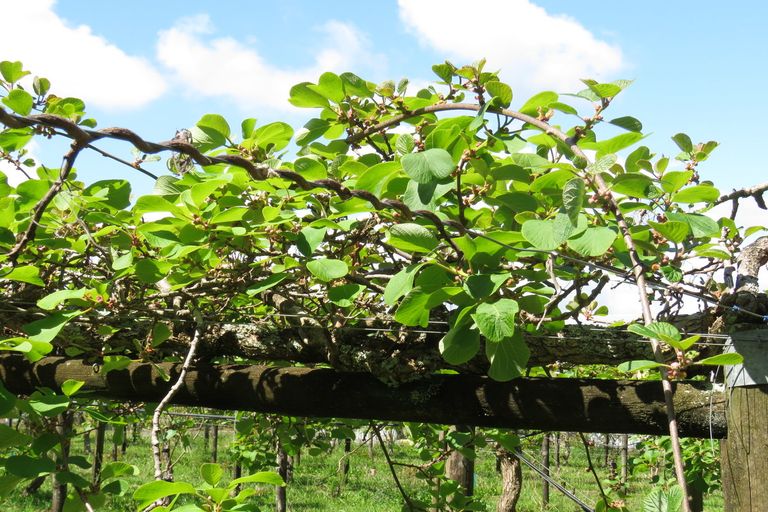 Photo of property in 2 Tanekaha Drive, Parahaki, Whangarei, 0112