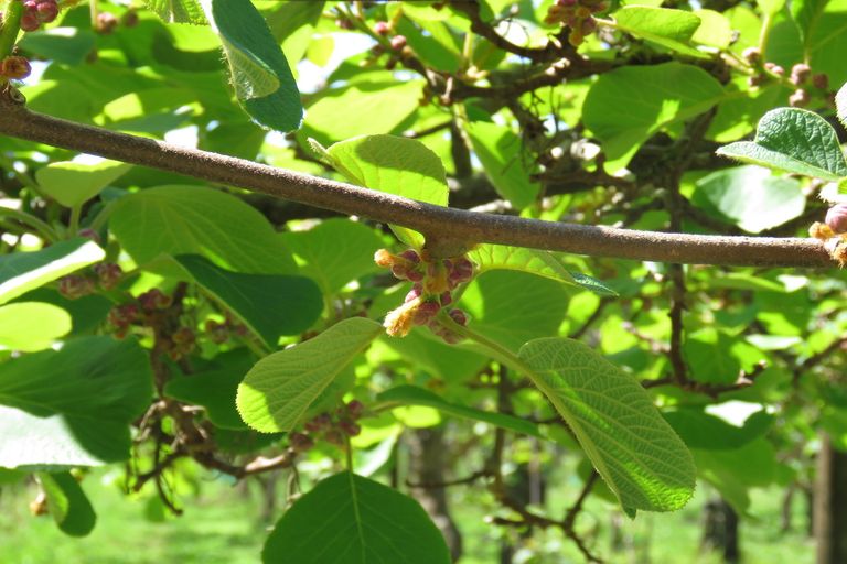 Photo of property in 2 Tanekaha Drive, Parahaki, Whangarei, 0112