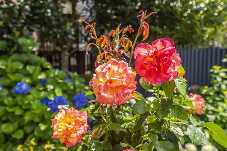 Photo of property in 18 Sunshine Avenue, Paraparaumu, 5032