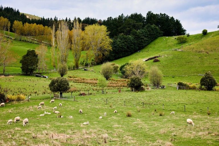 Photo of property in 66 Deer Park Road, Cheviot, 7310