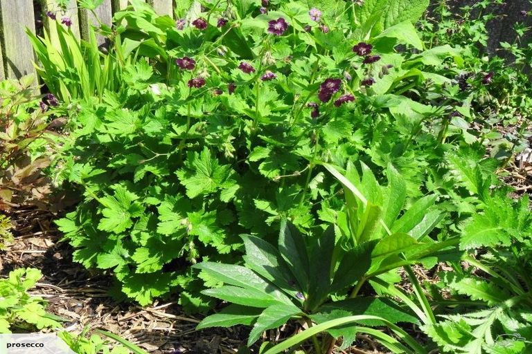 Photo of property in 11b Lanark Street, Mosgiel, 9024