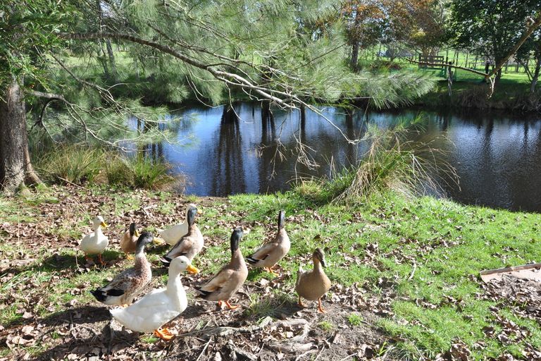 Photo of property in 279 Whangaripo Valley Road, Wellsford, 0972