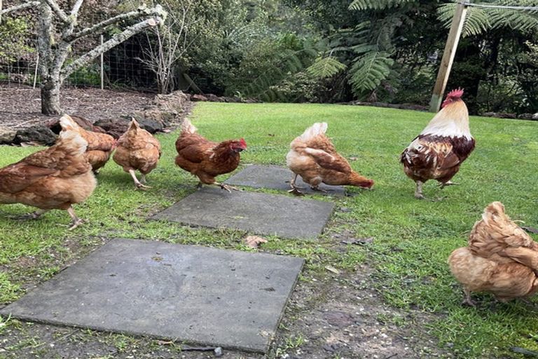 Photo of property in 44 Tender Road, Dairy Flat, Albany, 0794