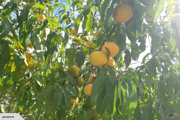 Photo of property in 3353 Mangakahia Road, Pakotai, Whangarei, 0172