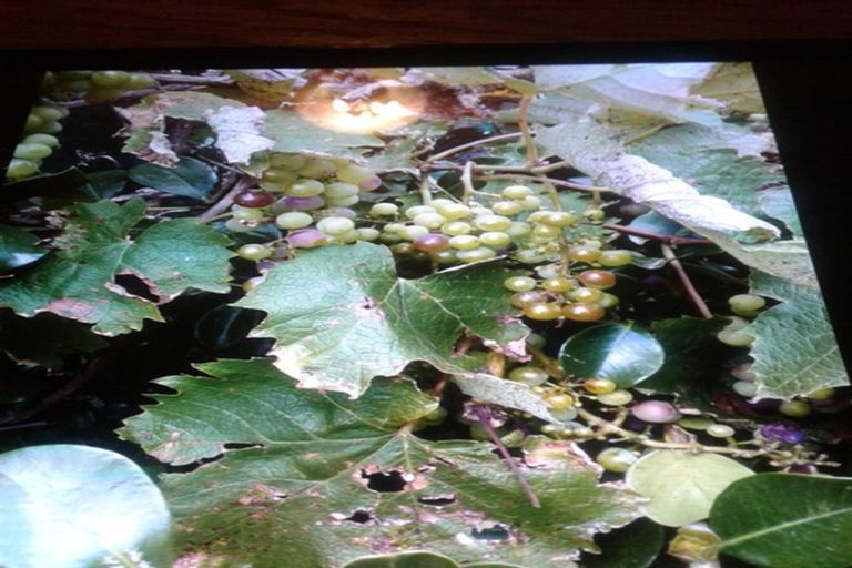 Photo of property in 4487 State Highway 12, Ruawai, 0592