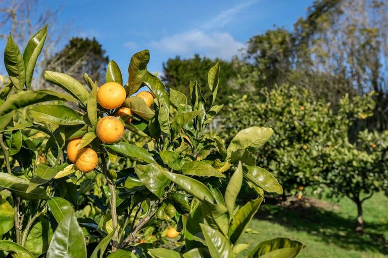 Photo of property in 86 Main Road, Kauri, Kamo, 0185