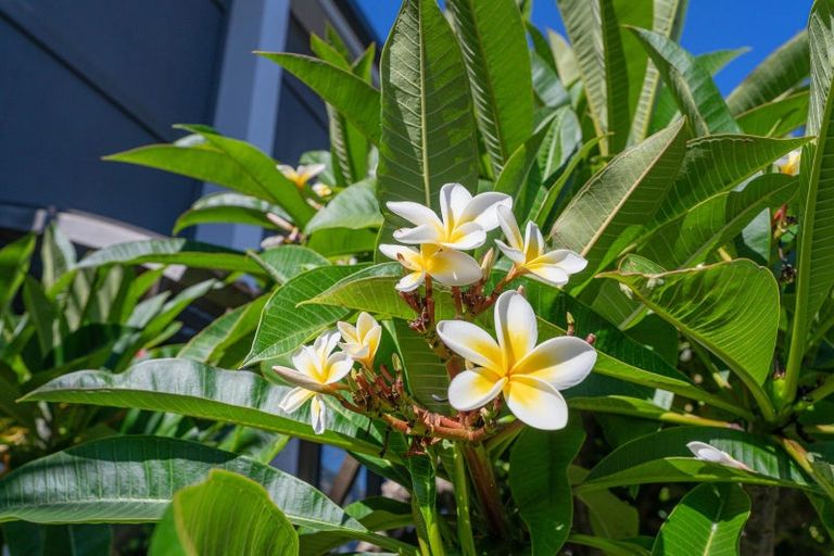 Photo of property in 16 Leeward Drive, Whitianga, 3510