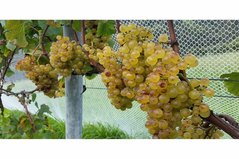 Photo of property in 142 Te Kowhai Point Road, Kerikeri, 0294