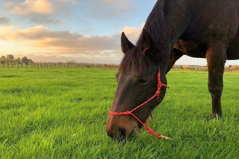 Photo of property in 328 Hokio Beach Road, Hokio Beach, Levin, 5571
