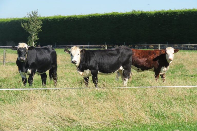 Photo of property in 26 Mckinnon Road, Edendale, 9893