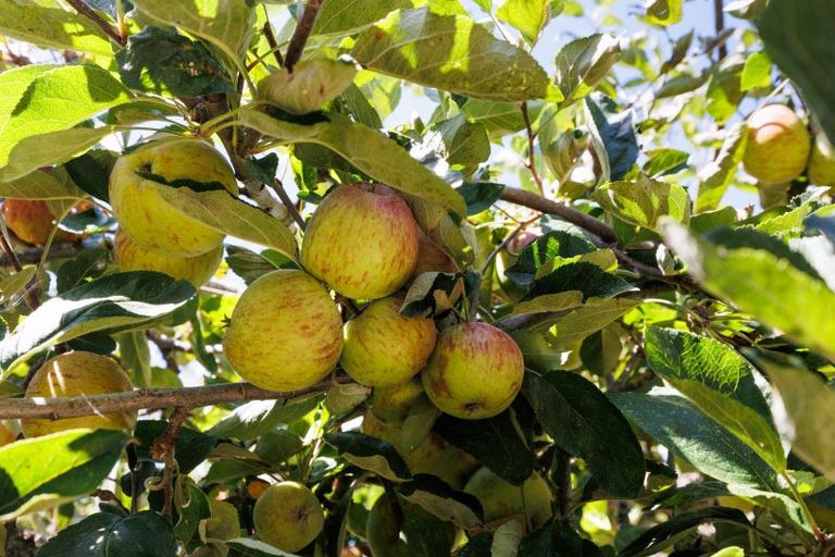 Photo of property in 3 Ruamahanga Crescent, Terrace End, Palmerston North, 4410