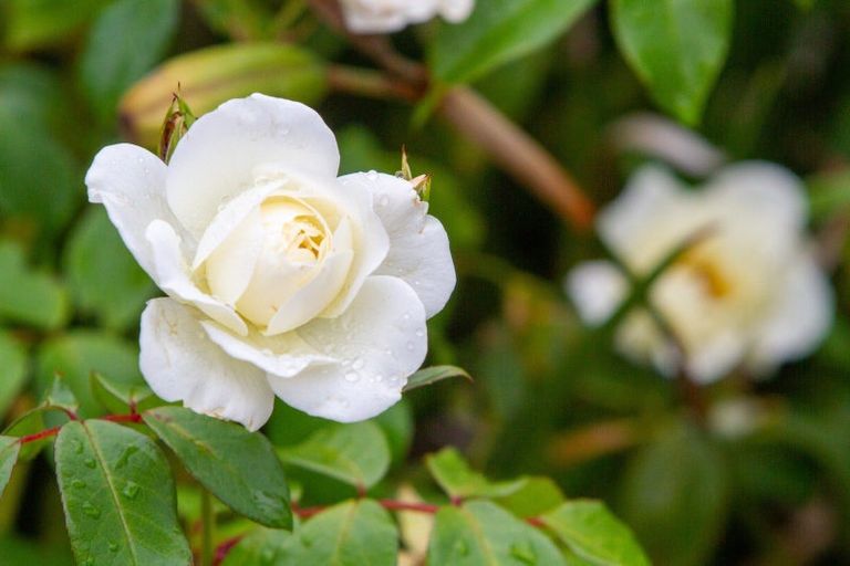 Photo of property in 34 Francis Drive, Katikati, 3129