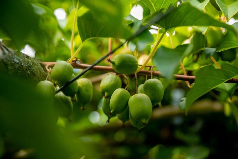 Photo of property in 827 No 1 Road, Te Ranga, Te Puke, 3182