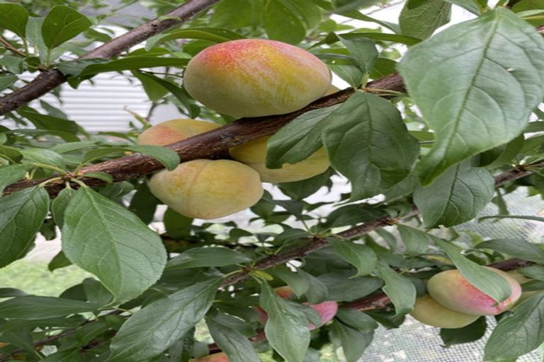 Photo of property in 1/19 Martin Road, Manurewa, Auckland, 2102