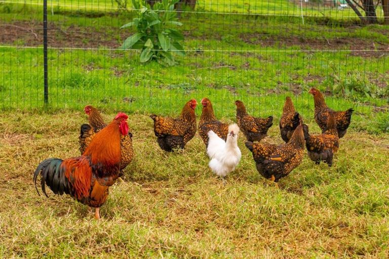 Photo of property in 429 Omanaia Road, Oue, Kaikohe, 0473