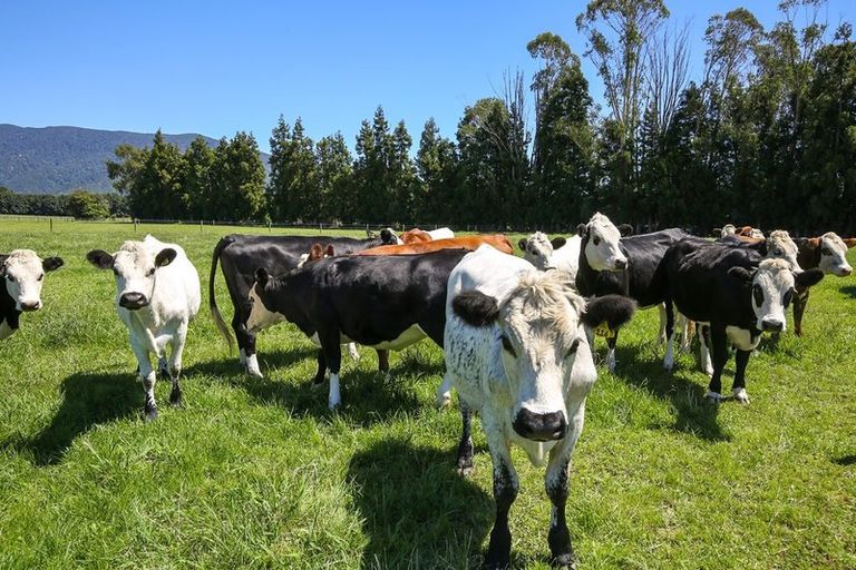 Photo of property in 118 Patons Rock Road, Patons Rock, Takaka, 7182