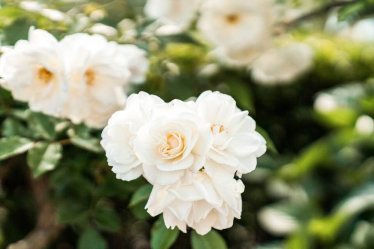 Photo of property in 8 Aubrey Way, Brookfield, Tauranga, 3110